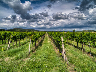 Scenic vineyards in full summer growth near Lake Neusiedl in Burgenland, Austria. Rows of grapevines stretch across the rural landscape under dramatic skies, with clusters of ripe grapes.