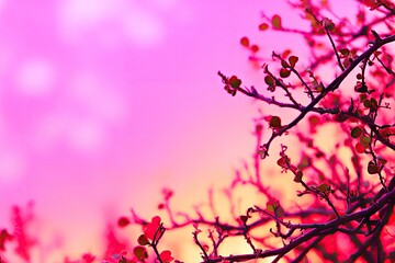 Branches with tiny leaves against a vibrant pink and orange sunset