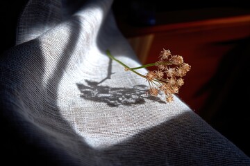 Dried flower with shadow on linen