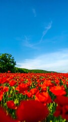 Fototapeta premium Red poppies field under a clear sky