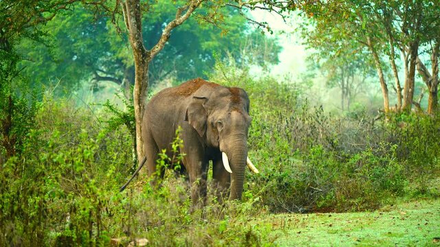 Wide shot of a majestic elephant with tusks standing in the forest. Wildlife footage from the jungles of India-Mudumalai