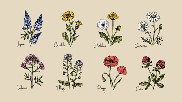 Hand drawn sketch colored wildflowers set. Vector illustration of medical, cosmetics herbs and flowers