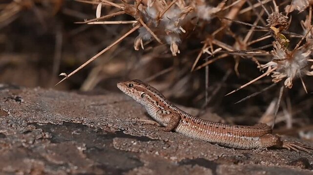 The snake-eyed lizard (Ophisops elegans) is a common species in Turkey. It feeds on small insects and has interesting hunting skills.