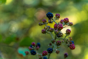 Colorful cluster of ripe and unripe blackberries thriving in a lush garden during summer months