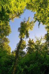 Lush green canopies reaching for the bright blue sky in a tranquil forest during midday