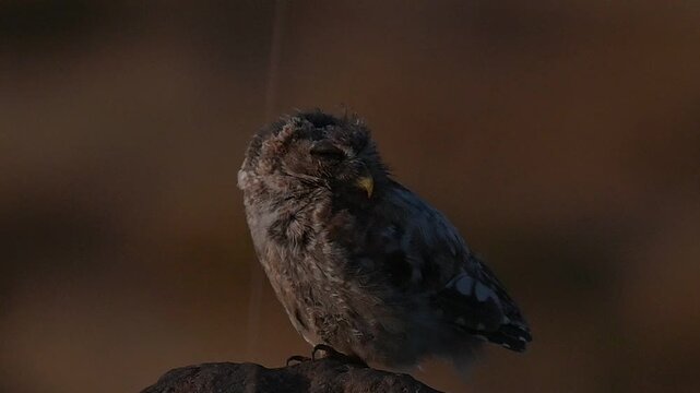 The Little Owl (Athene nocuta) usually hunts mice, small snakes and lizards.