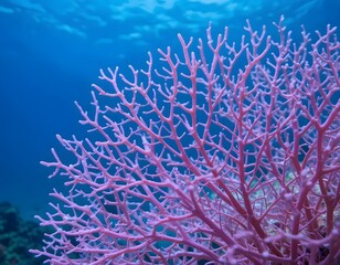 Obraz premium A close up of a pink coral with a blue ocean background in an underwater environment scene view