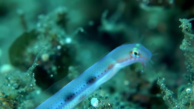 Close-up of a tiny translucent blue fish with dark spots on the seabed, showcasing delicate marine life and underwater habitat.