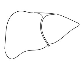 肝臓の線画イラスト