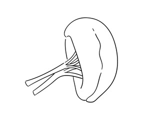 脾臓の線画イラスト