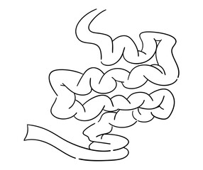 小腸の線画イラスト