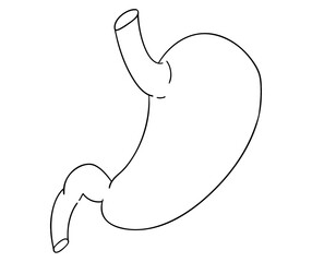胃の線画イラスト