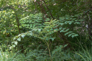 成長したタラノキ(Aralia elata)の全体【山菜】長野県・8月
