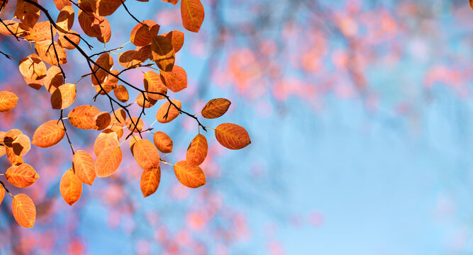 Red and orange autumn leaves on the branches against the background of the turquoise sky. Very shallow focus. Colorful foliage in the autumn forest. Excellent panoraamic background on autumn theme.