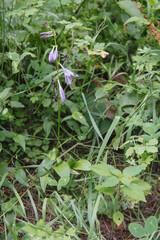 Obraz premium 日本：山野草／コバギボウシ（Hosta sieboldii）／紫色のロート型の花が咲く／北八ヶ岳・8月