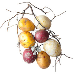 A rustic composition of fresh assorted potatoes on a branch.