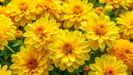 Fototapeta premium Closeup of bright yellow chrysanthemums in bloom