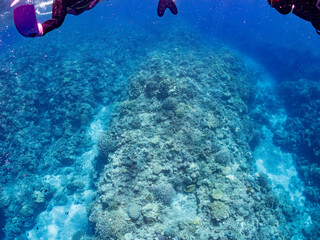 素晴らしいサンゴ礁の美しいデバスズメダイ、ミスジリュウキュウスズメダイ（スズメダイ科）他の群れ。
英名学名：Blue green damselfish, Blue green chromis (Chromis viridis), Whitetail dascyllus, Dascyllus aruanus
水面にはスキンダイバーもいる。
美しいサンゴ礁と熱帯魚の群れ。
沖縄県島尻郡慶良間諸島座間味