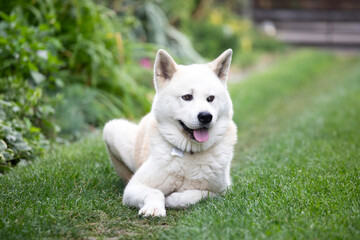 White Akita dog sits on the lawn