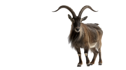 Majestic Ibex stands alert with impressive curved horns, exuding wild grace and natural power.