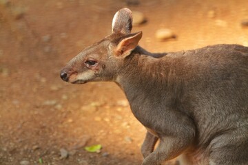 portrait of a cute dusky wallaby