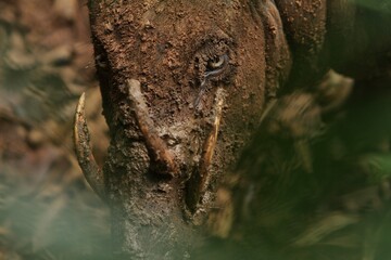 close up of a cute babirusa
