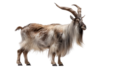 Majestic Markhor goat with impressive spiral horns stands proudly against a dark, elegant backdrop
