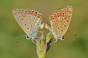 A pair of common blue butterflies on a purple flower. A close-up view of two male Common blue butterflies, Polyommatus icarus, perched on a purple flower in a natural outdoor setting in Cyprus