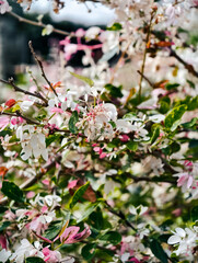 Delicate Pink and White Blossoms on Spring Branches.