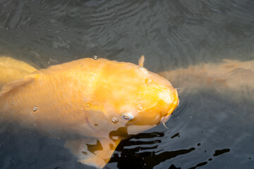 Colorful koi fish in Shukkei-en Japanese garden in Hiroshima, Japan