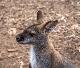 Wallaby standing on dry ground in Kangaroo Island, Australia