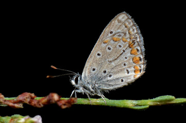 Cyprus Butterfly Resting on a Green Stem Close-up.
A small brown butterfly with detailed eye-spots rests on a green stem against a black background. 