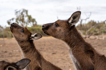 Kangaroos standing on dry ground on Kangaroo Island, Australia