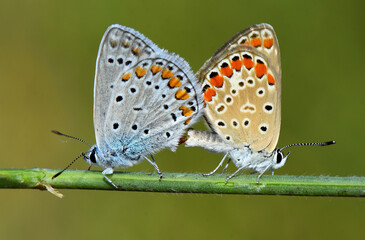Obraz premium A close-up of two Common Blue butterflies, Polyommatus icarus, mating on a green stem. The image shows the intricate patterns and colors of their wings.