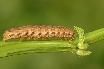 A close-up of a brown moth caterpillar crawling along a green plant stem in Cyprus. The image highlights the caterpillar's segmented body and texture against a soft green background.