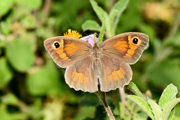 Closeup, top-down view of Maniola cypricola butterfly, endemic to Cyprus, its wings spread wide open. Image highlights the detailed orange and brown markings and the prominent eye-spots on its wings.