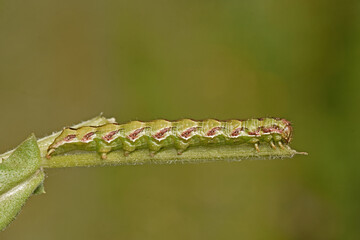 A close-up of a cucullia calendulae caterpillar with green and distinct red, jagged markings along its back. The insect is seen resting on a green plant stem.