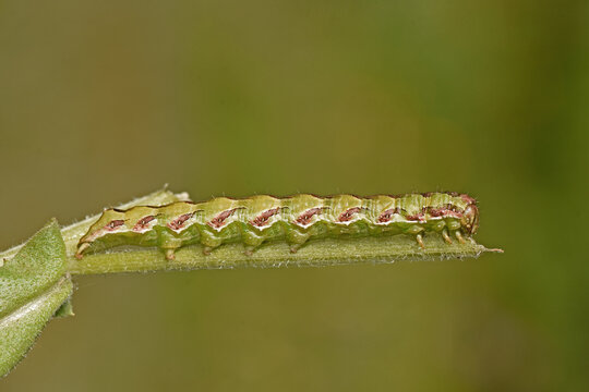 A close-up of a cucullia calendulae caterpillar with green and distinct red, jagged markings along its back. The insect is seen resting on a green plant stem.