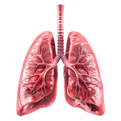 Detailed anatomical illustration of human lungs showcasing bronchial structure and blood vessels
