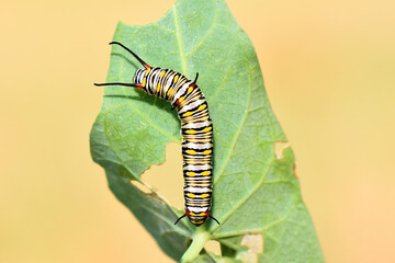  A vibrant striped Danaus chrysippus caterpillar is shown eating a green leaf. The close-up view highlights its distinctive yellow, black, and white markings and its small horns.