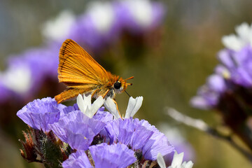 A small fiery skipper butterfly on purple flower. close-up of small, orange-colored fiery skipper butterfly perched on cluster of small purple and white flowers, with soft-focus background of blossoms