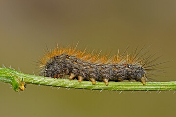 Hairy Caterpillar. A large, hairy caterpillar with orange and brown bristles crawls along a green plant stem. The macro side-view shot highlights its unique texture against a soft background.