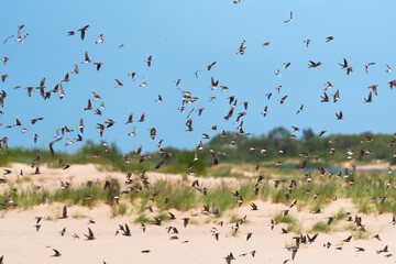 Flock Birds Flying Baltic Sea