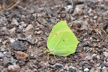 Cleopatra on the Ground. A cleopatra butterfly, gonepteryx cleopatra, with wings closed, rests on a rocky ground. The macro photo captures its vivid lime-green color, with its leaf-like shape