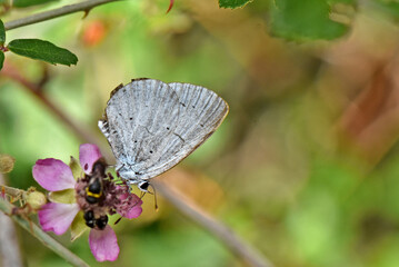 Holly Blue Butterfly. A holly blue butterfly with closed wings is perched on a small pink flower. The macro photo captures the intricate details of the insect in its natural environment.