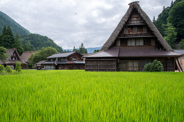 世界遺産五箇山の合掌造り住宅と水田