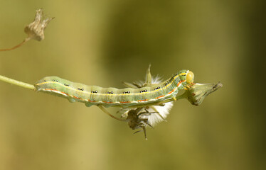 Caterpillar on Stem. A vibrant green caterpillar crawls on a plant stem with a blurred background. The detailed macro photo captures the insect's intricate markings and natural environment in the wild