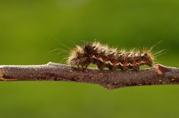 Hairy Caterpillar of a moth on a Twig. A macro photograph of a furry caterpillar with orange and white markings crawling along a thin twig against a soft, green background.