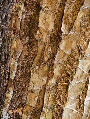 Naklejka premium Close-up of Textured Tree Bark Patterns.