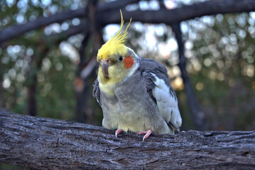 Cockatiel sitting in a tree close up,